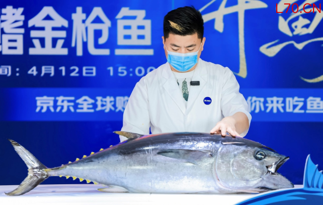 澳洲蓝鳍金枪鱼上架京东全球购，从捕捞到上桌最快48小时