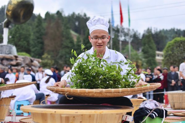 筑牢政策支撑 激活千年茶脉——七星关区茶产业成乡村振兴新引擎