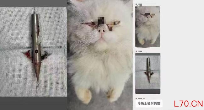 两男子持钉枪射杀流浪猫 一人被抓 疑涉黑色产业链