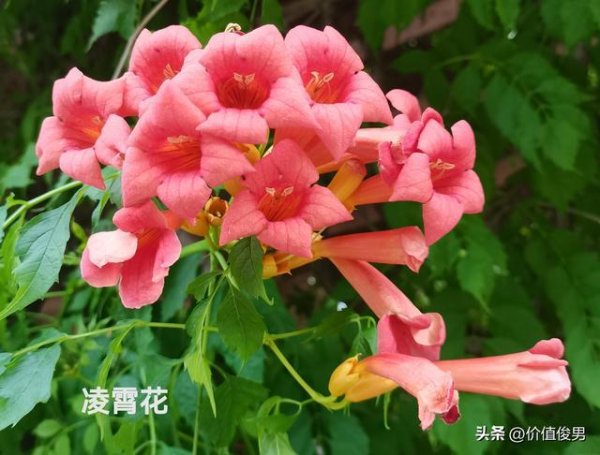 南京银行2025年末期分红节奏快于往年